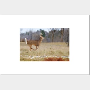 Deer Run - White-tailed deer Posters and Art